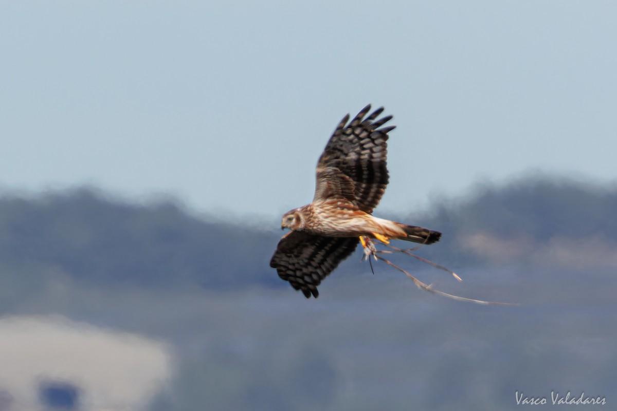 Hen Harrier - ML626216375