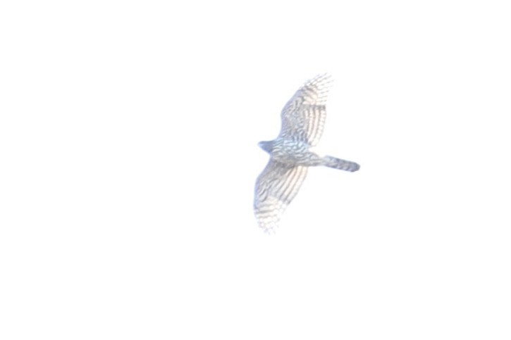 American Goshawk - ML626216502