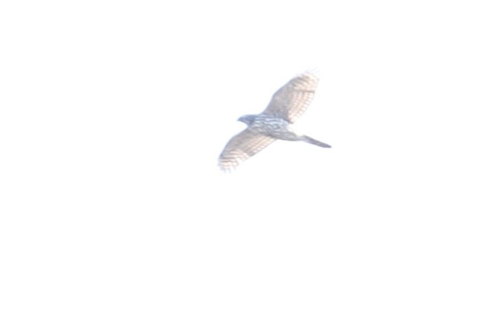 American Goshawk - ML626216503