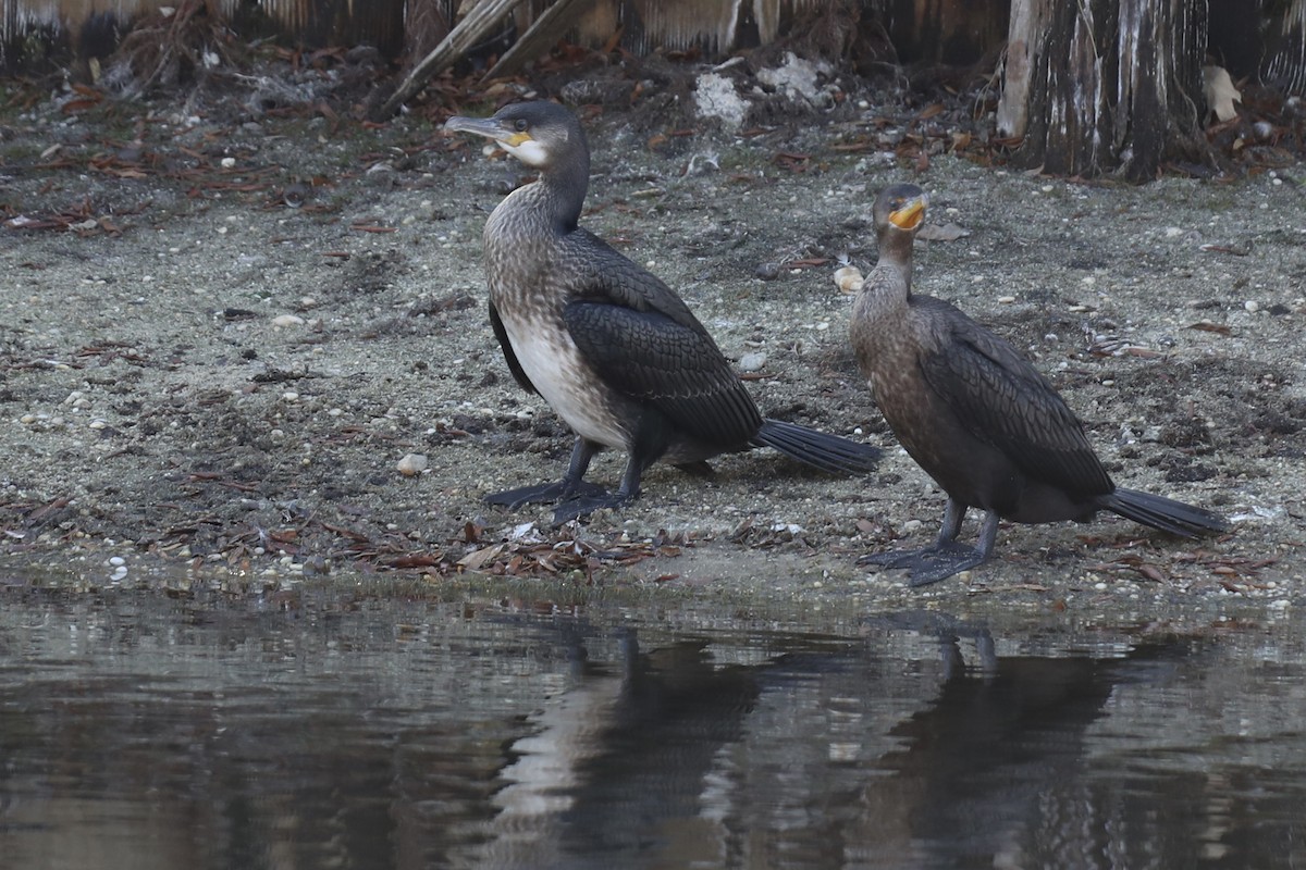 Great Cormorant - ML626216510