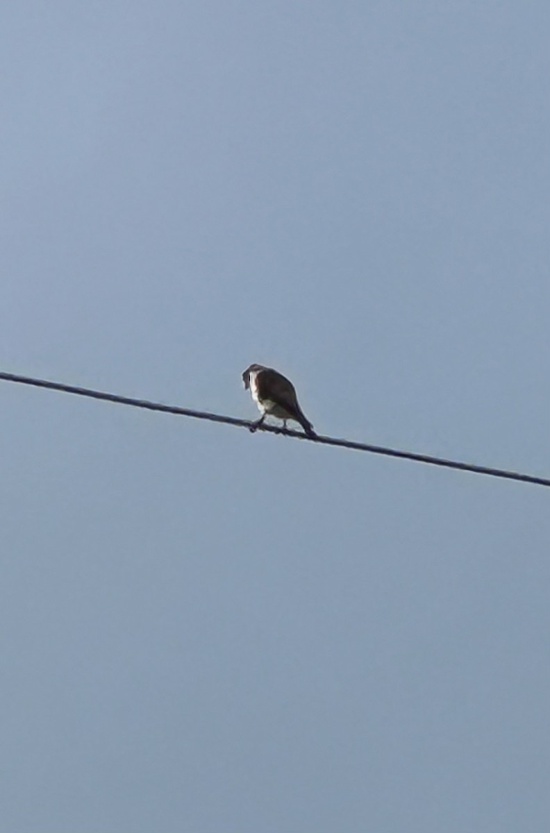 American Kestrel - ML626216755