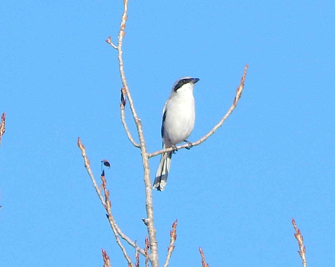 Loggerhead Shrike - ML626216887