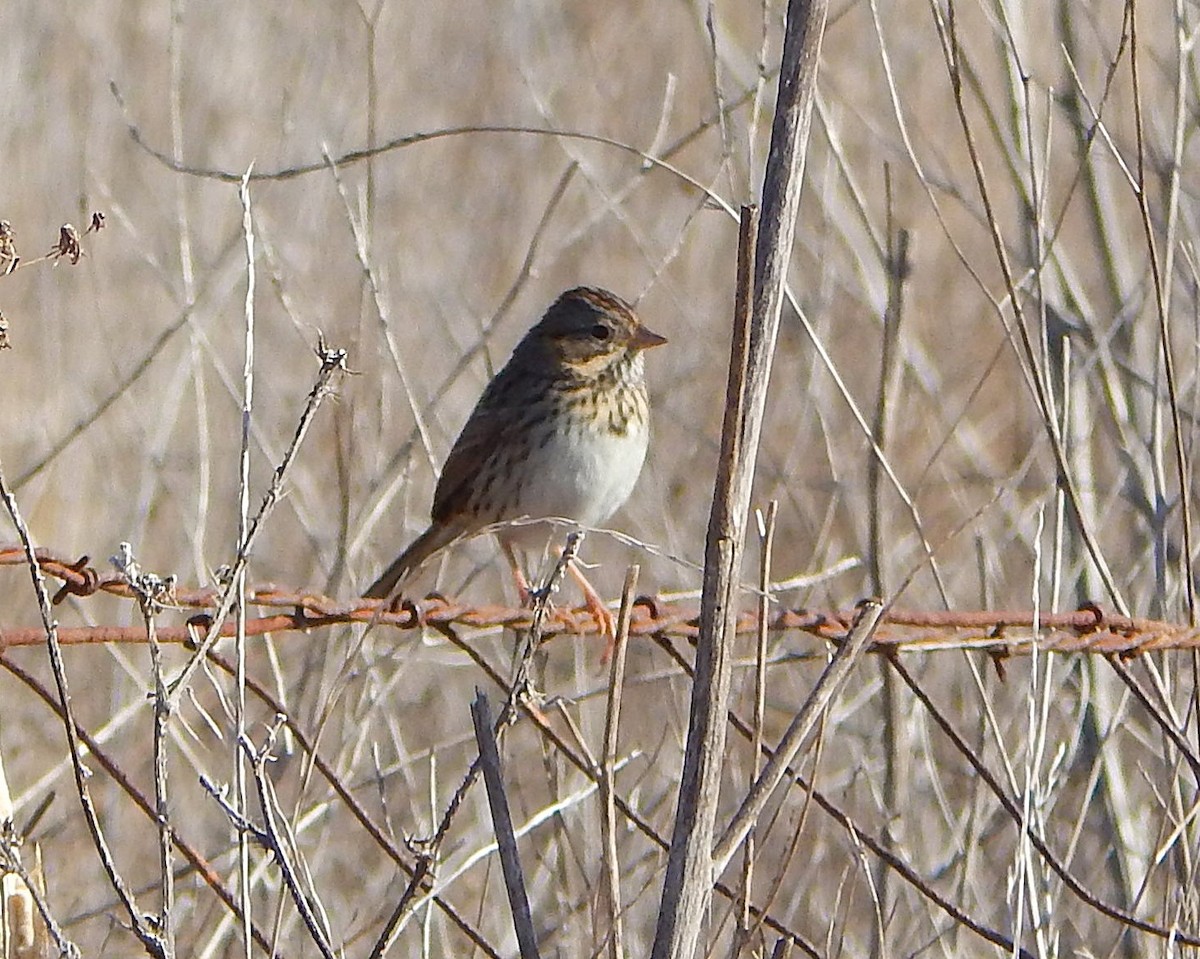 Lincoln's Sparrow - ML626216906