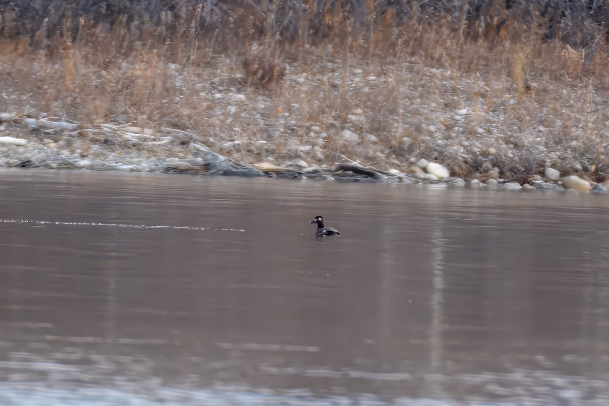 White-winged Scoter - ML626216923