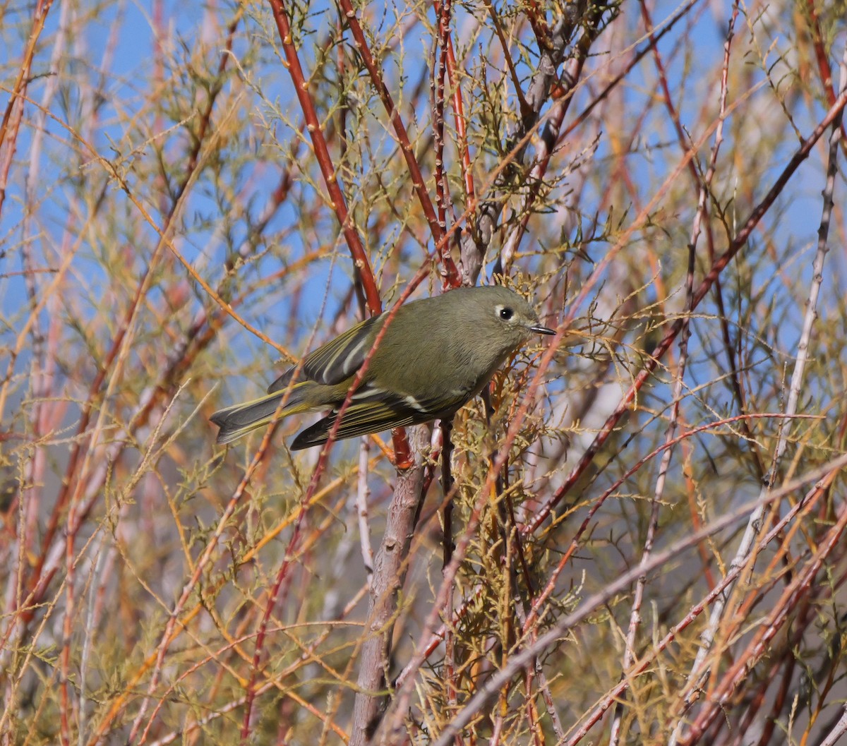 Rubingoldhähnchen - ML626216996