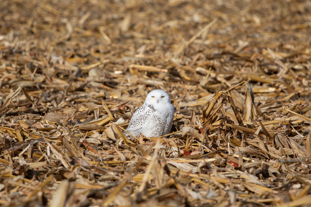 シロフクロウ - ML626217083