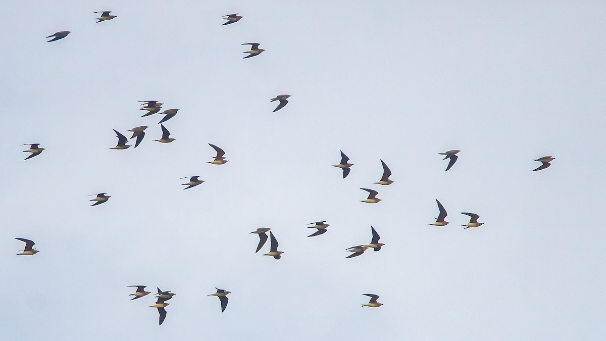 Oriental Pratincole - ML626217243