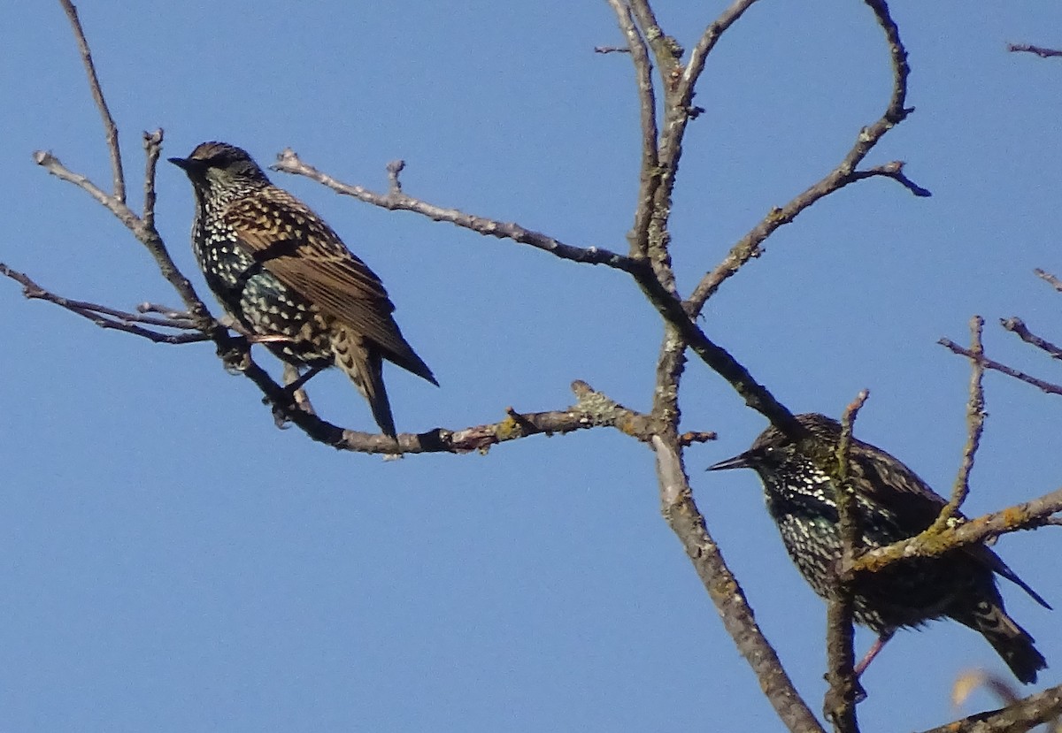 Étourneau sansonnet - ML626217359