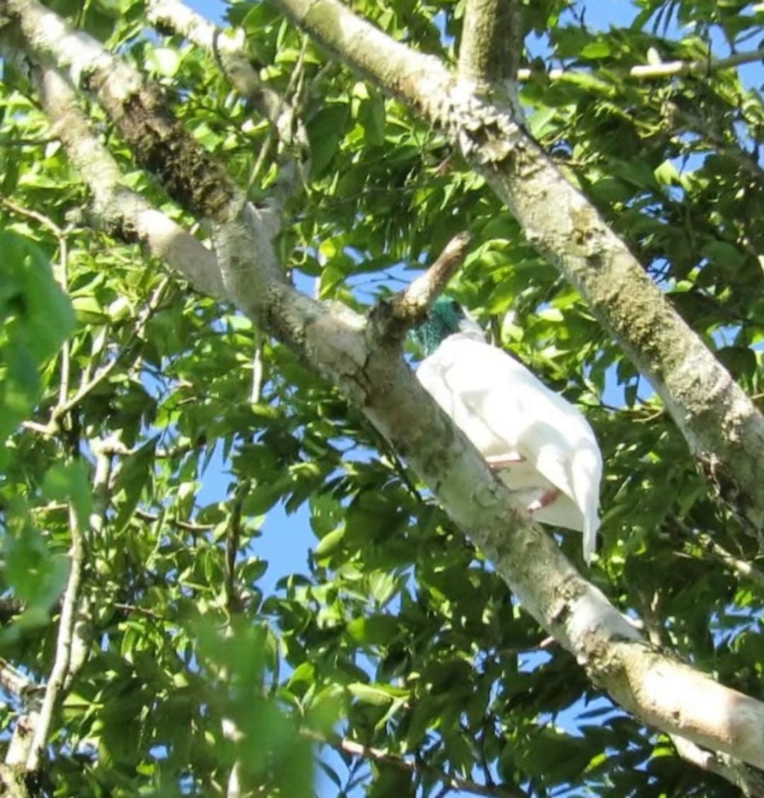 Bare-throated Bellbird - ML626217409