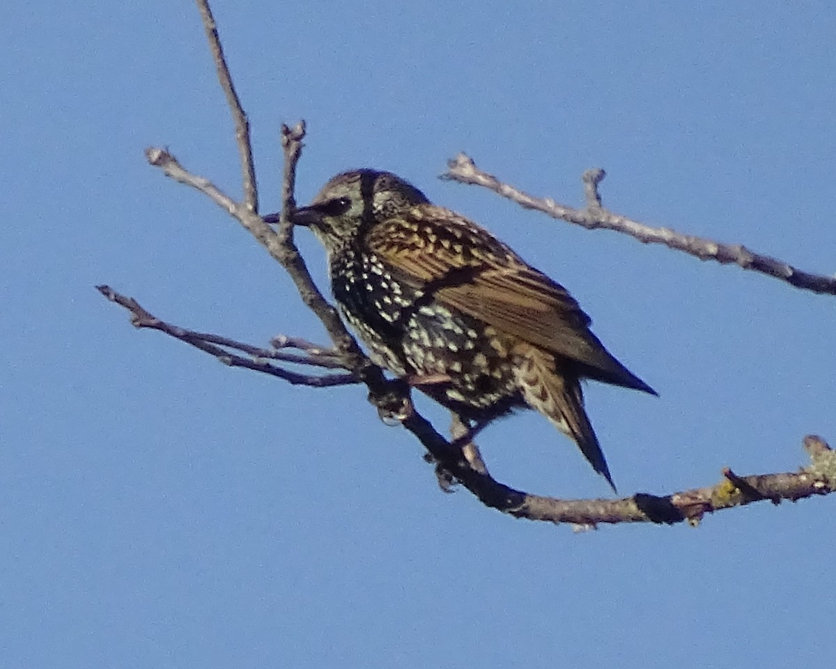 Storno - ML626217415