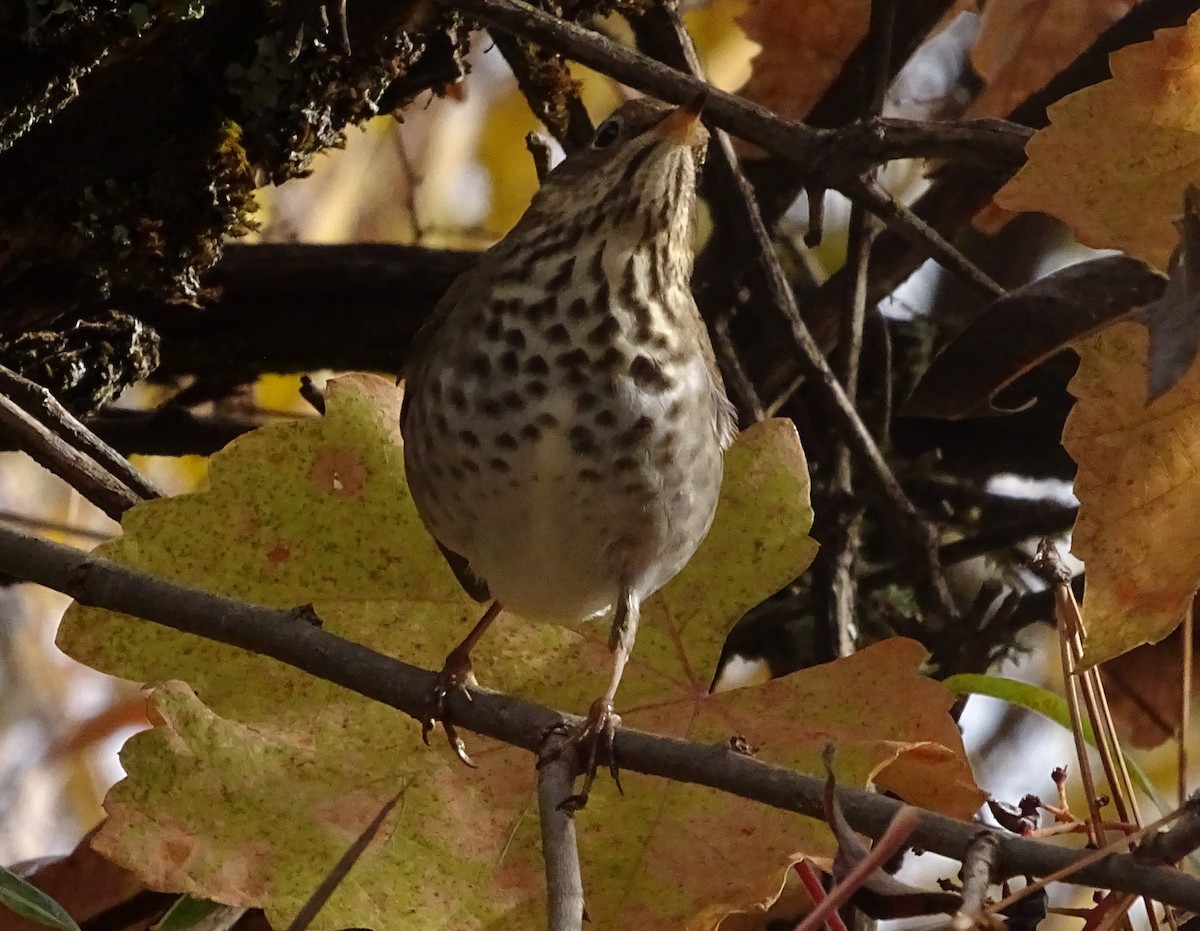 Tordo di Pallas - ML626217432