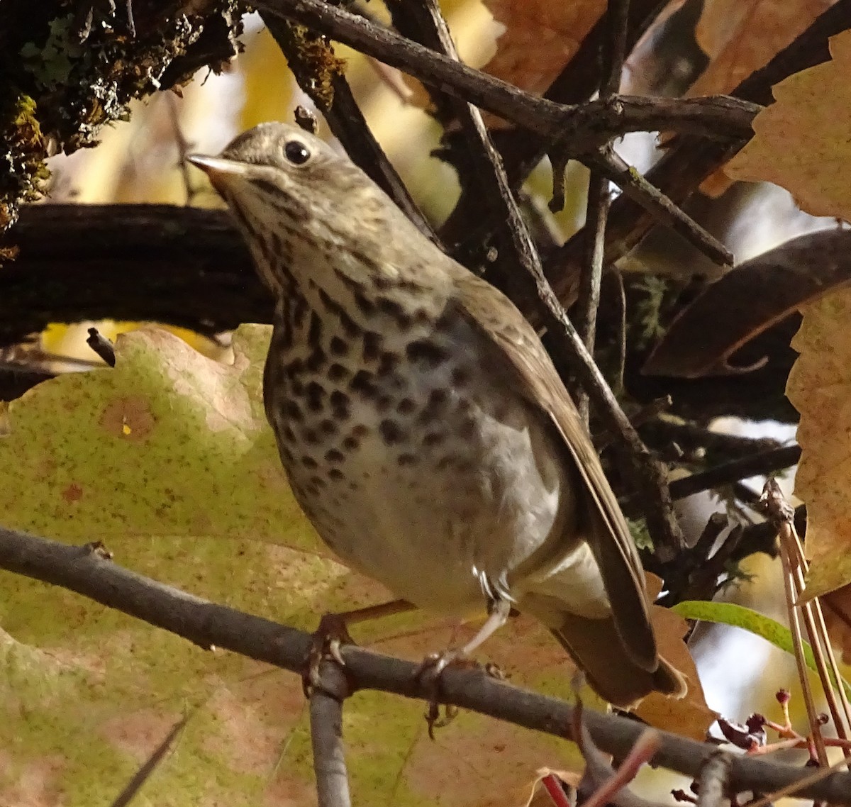 Tordo di Pallas - ML626217437