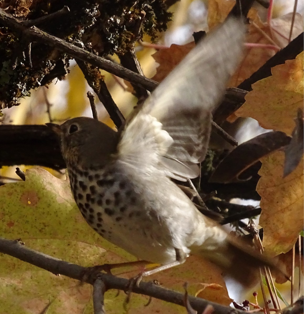 Tordo di Pallas - ML626217439