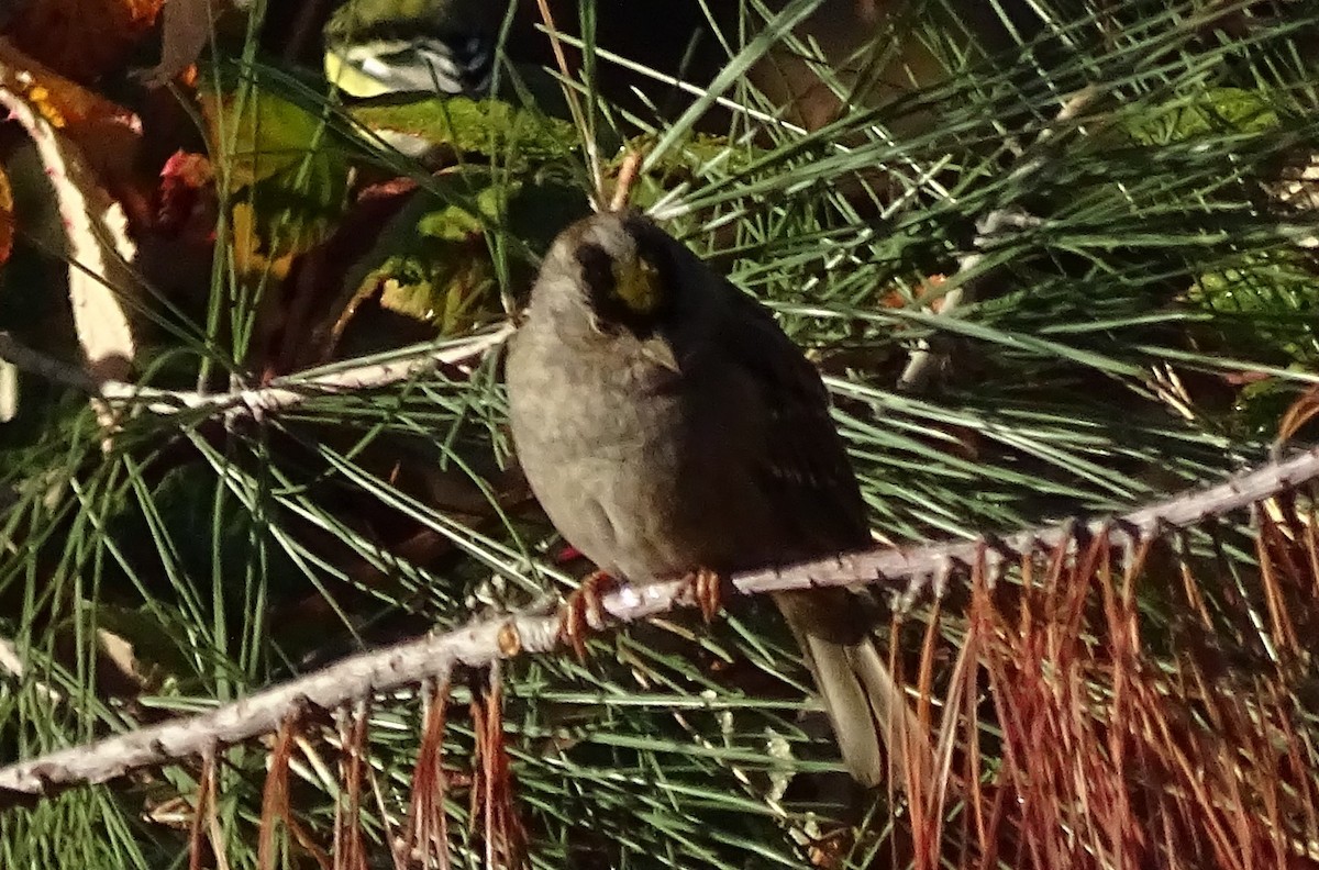 Golden-crowned Sparrow - ML626217453