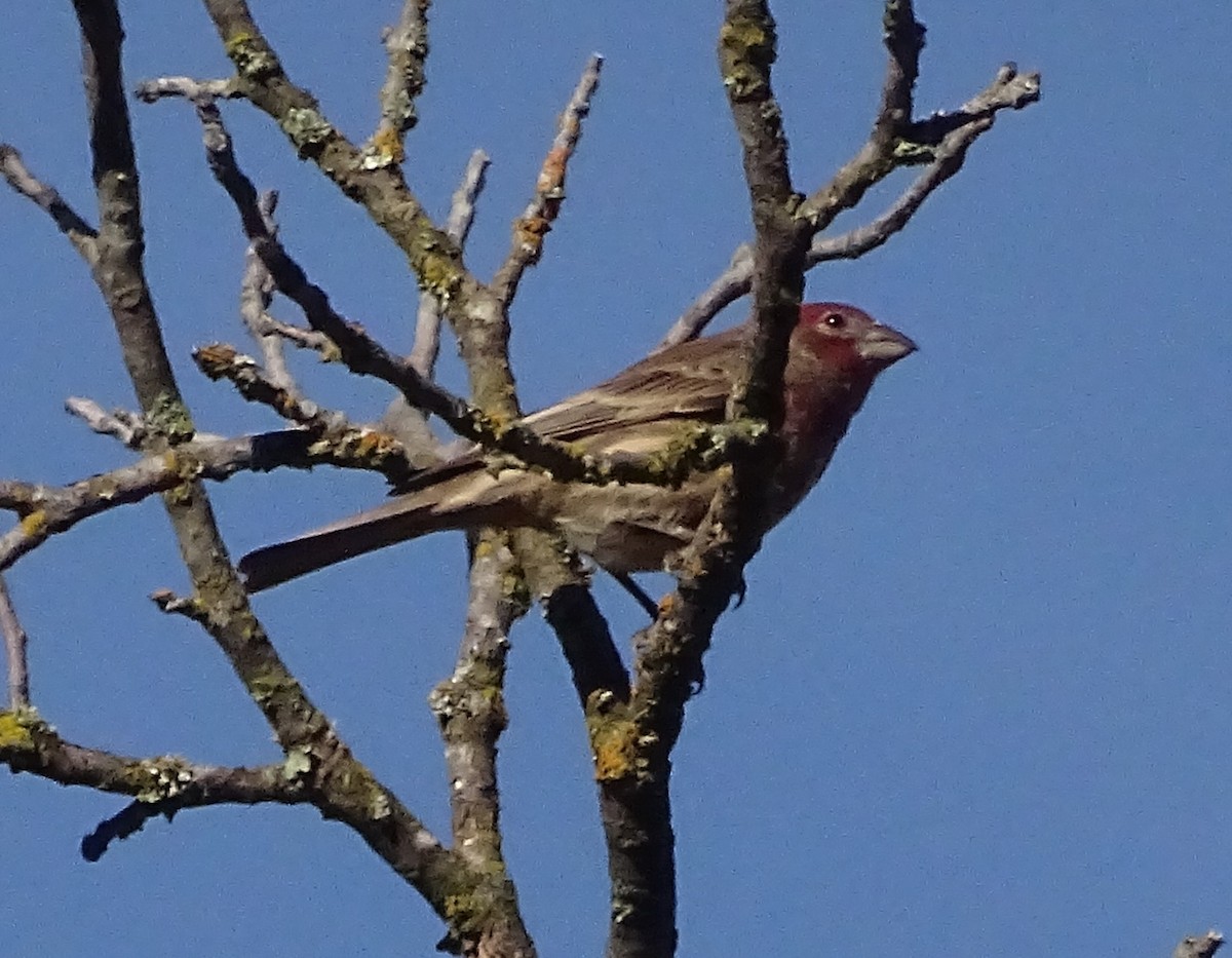 husrosenfink - ML626217459