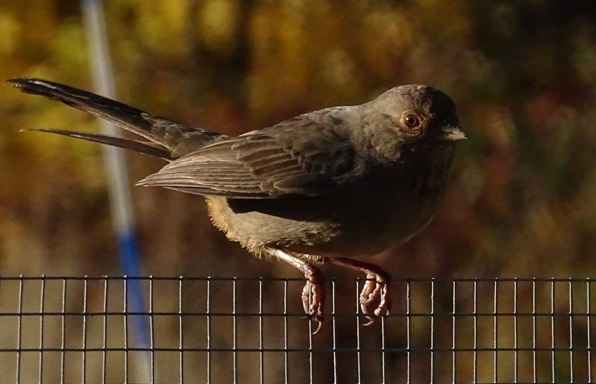 California Towhee - ML626217474
