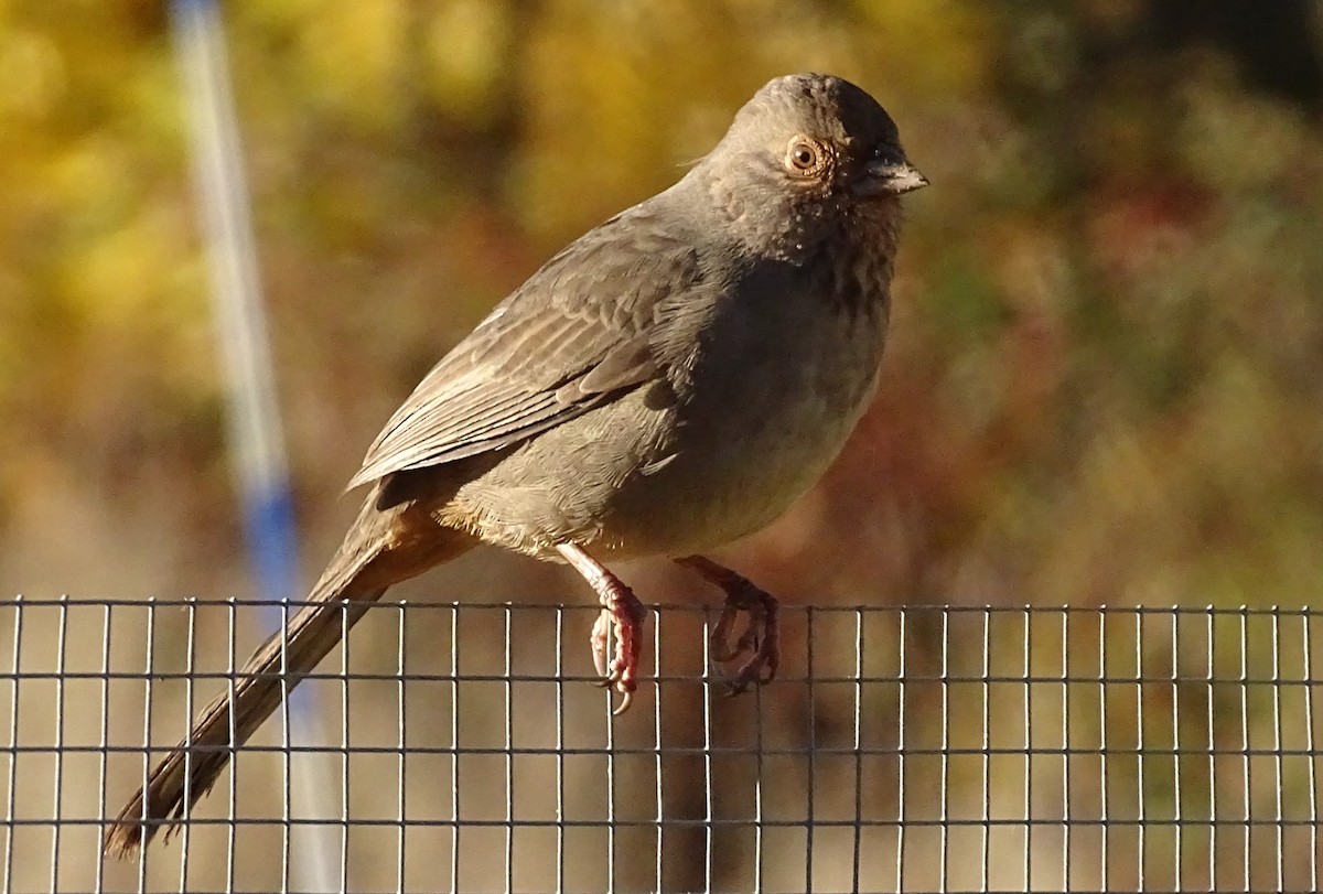 kaliforniatovi - ML626217481