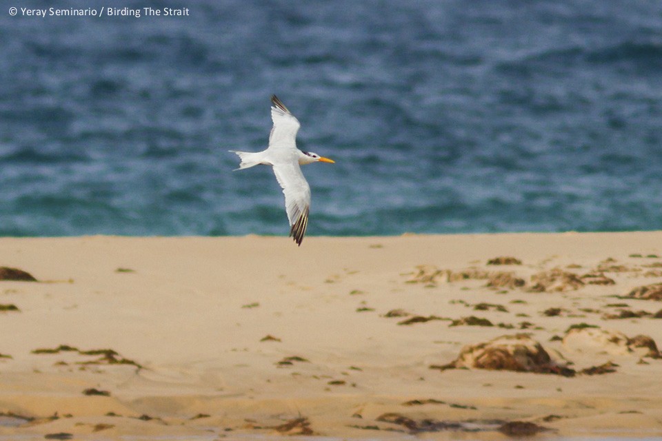 West African Crested Tern - ML62621781