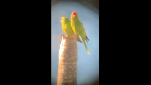 Scarlet-fronted Parakeet - ML626218004