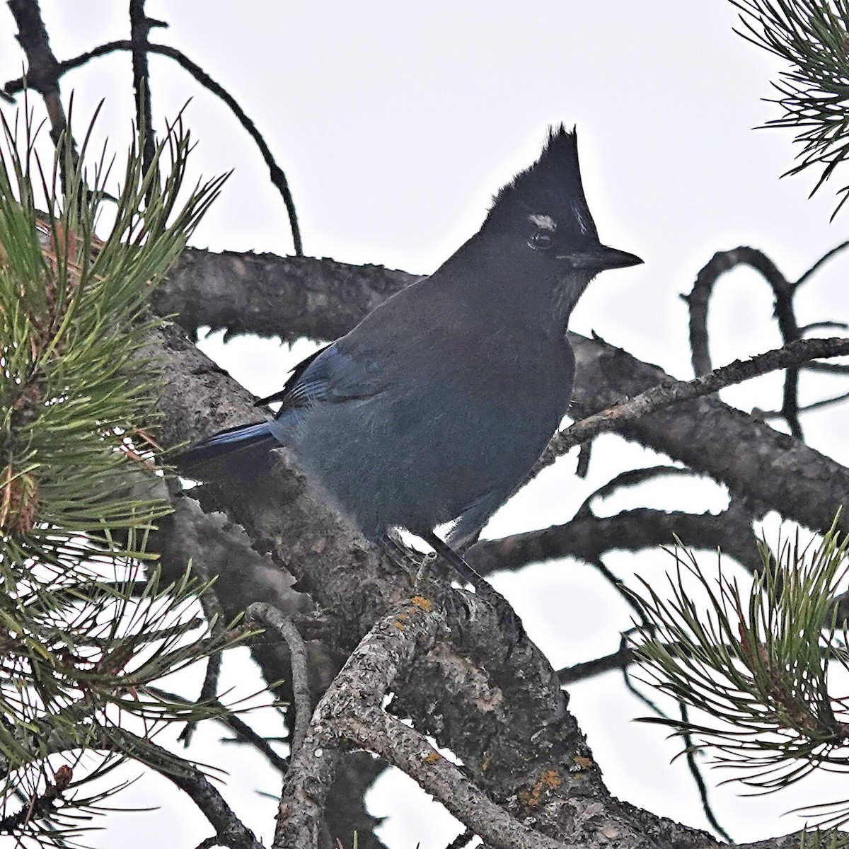 Steller's Jay - ML626218045