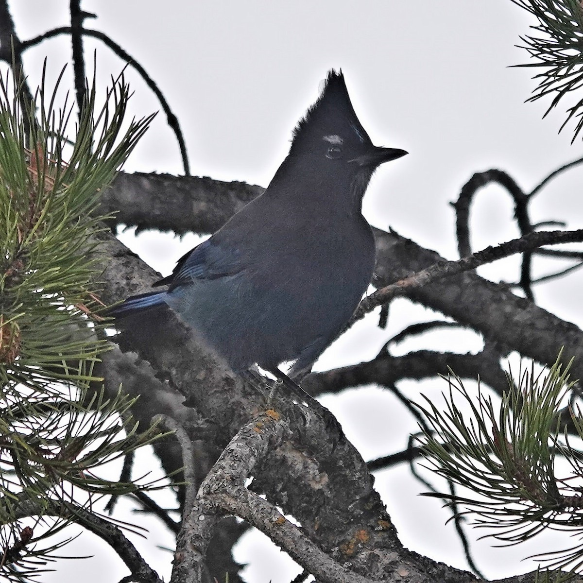Steller's Jay - ML626218046
