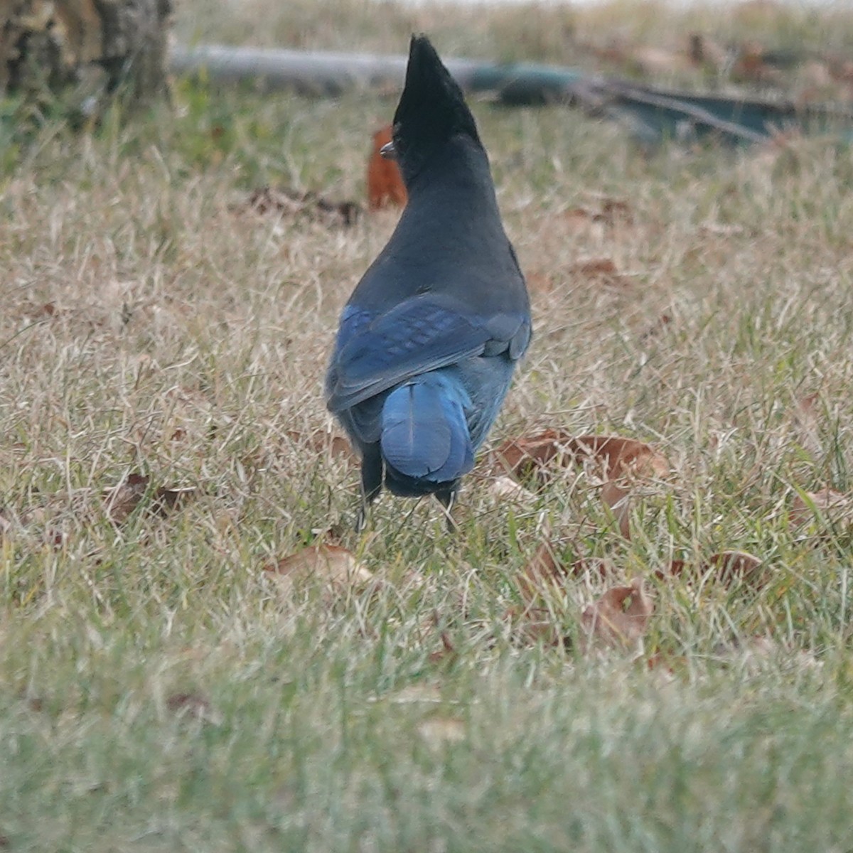 Steller's Jay - ML626218047