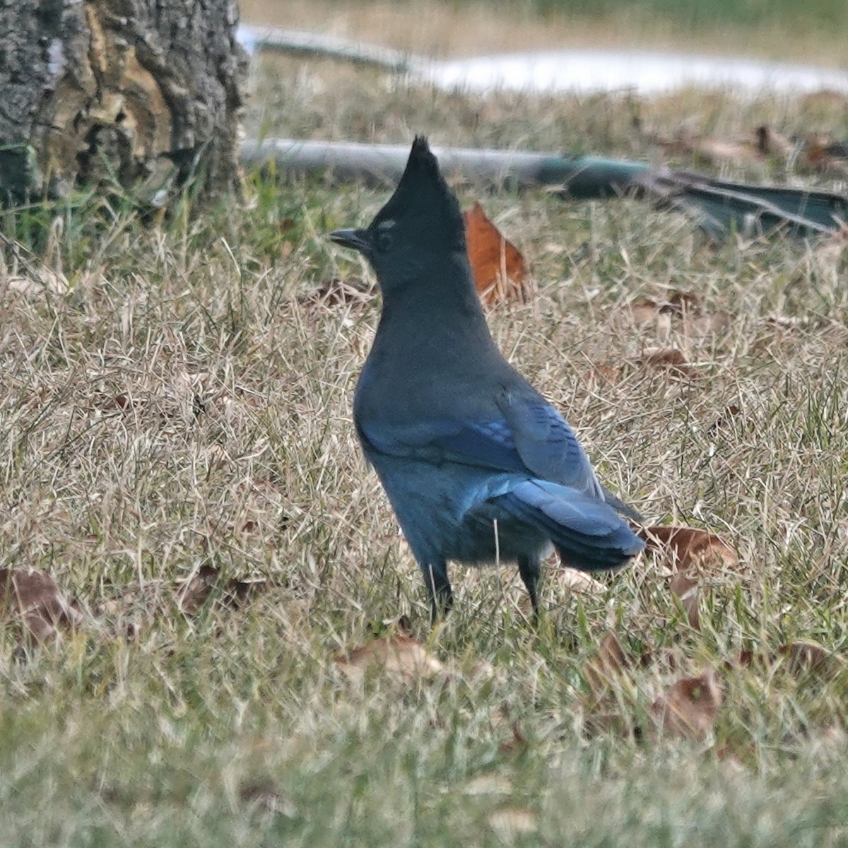 Steller's Jay - ML626218048