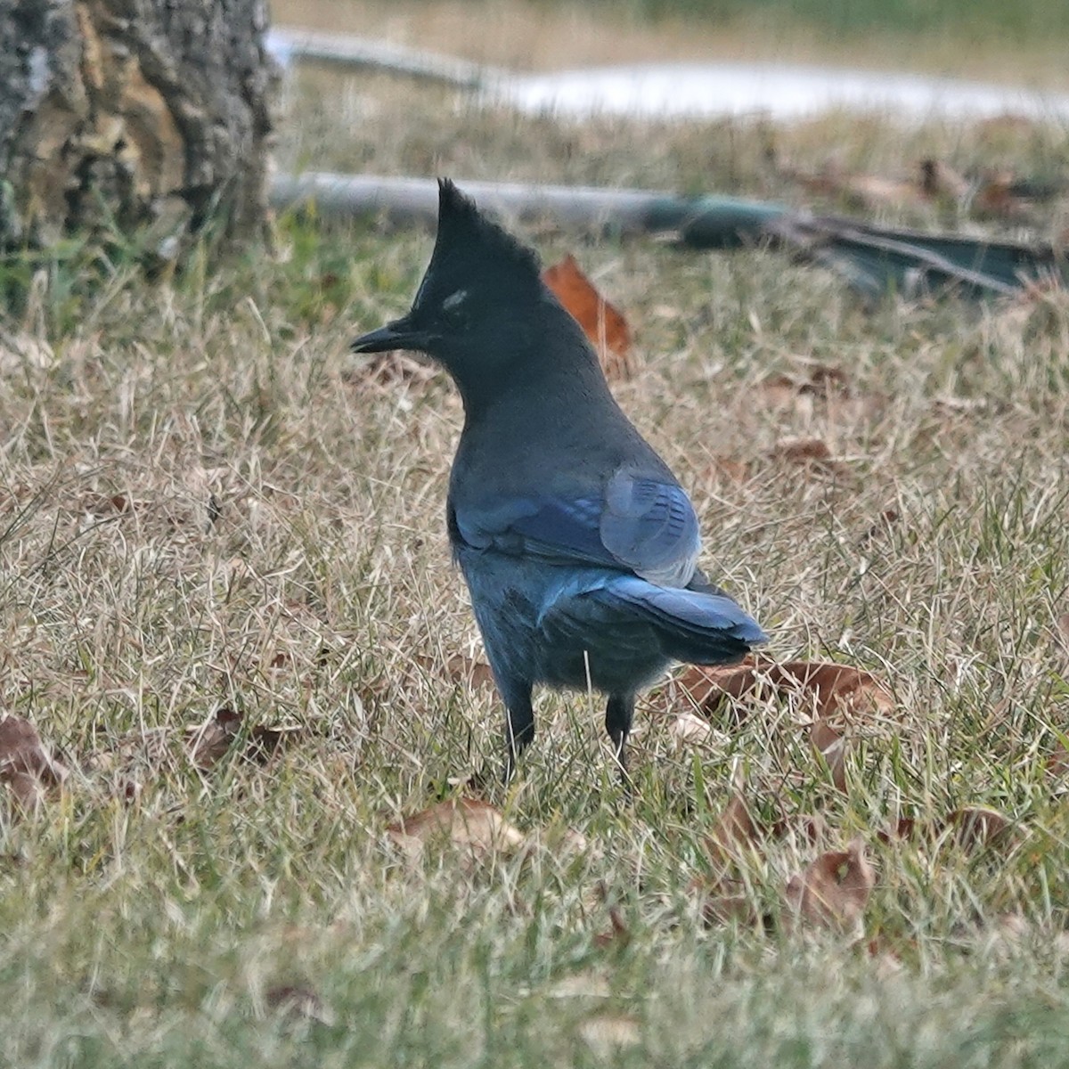 Steller's Jay - ML626218049