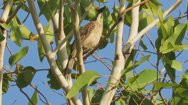 Wetar Oriole - ML626218591