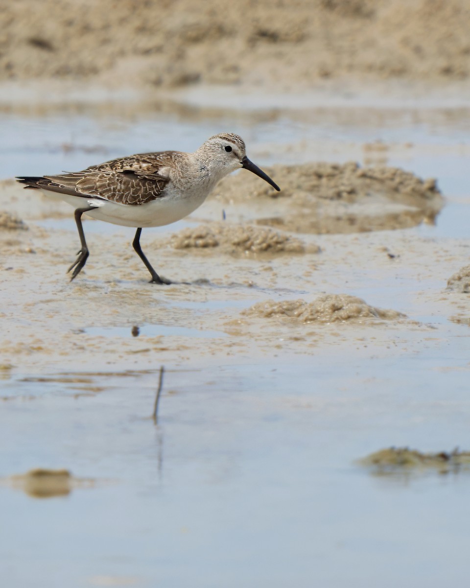 Curlew Sandpiper - ML626218695