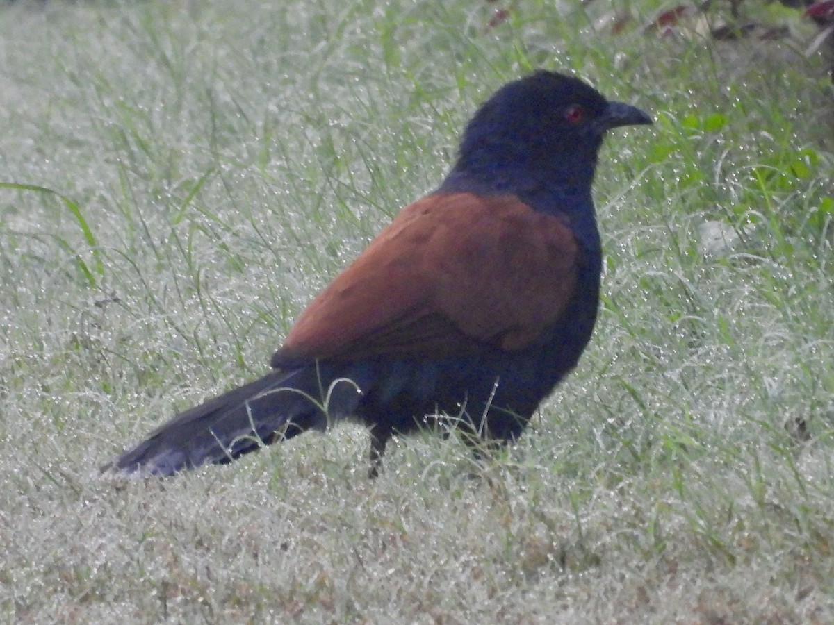 Greater Coucal - ML626218704