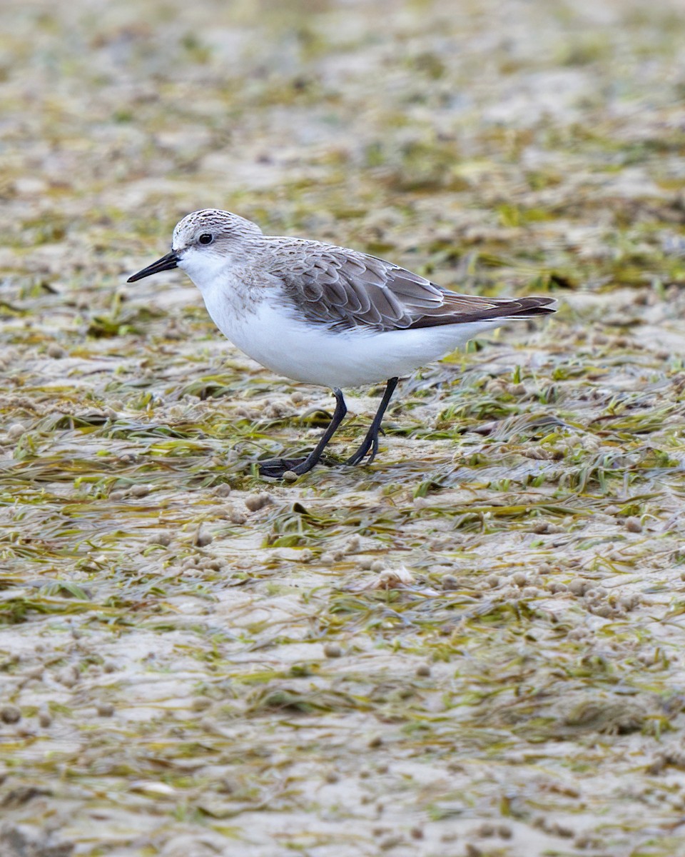 Red-necked Stint - ML626218782