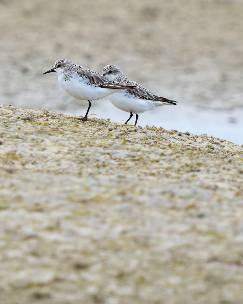 Red-necked Stint - ML626218784