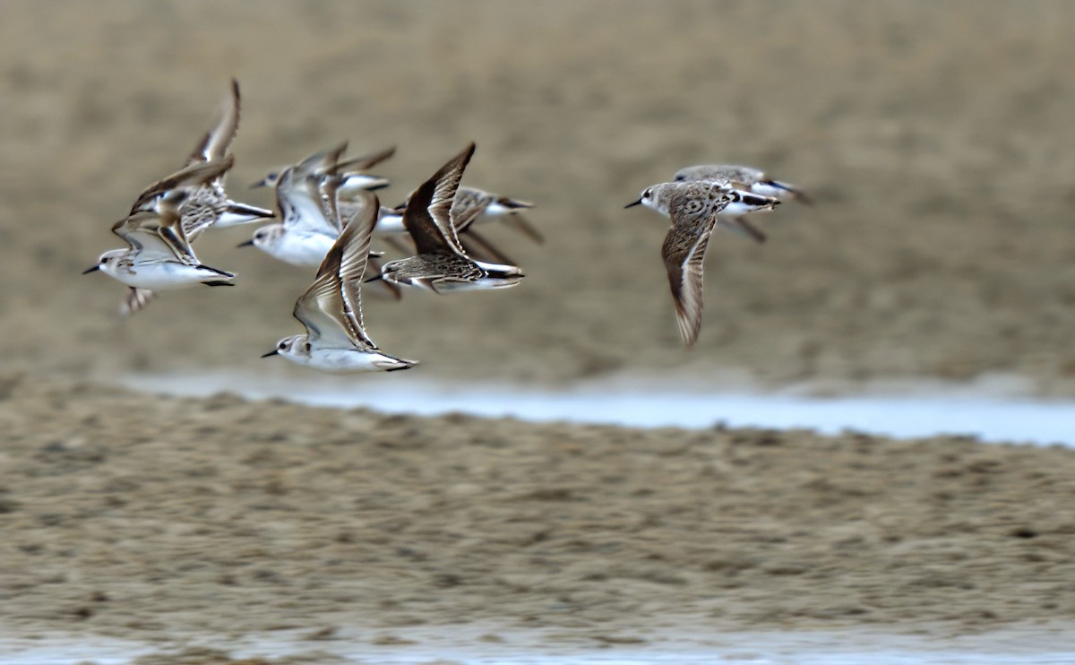 Red-necked Stint - ML626218795