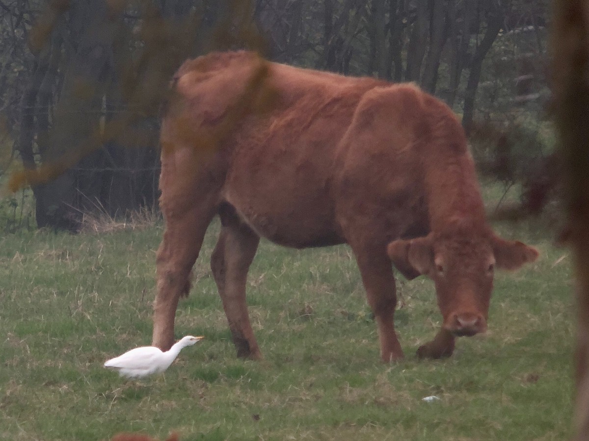 Western Cattle-Egret - ML626218907