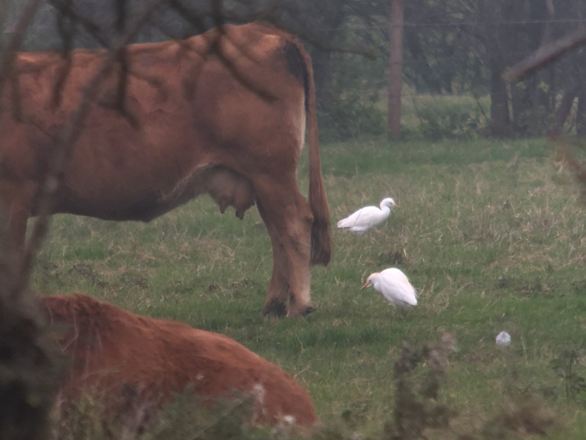 Western Cattle-Egret - ML626218908