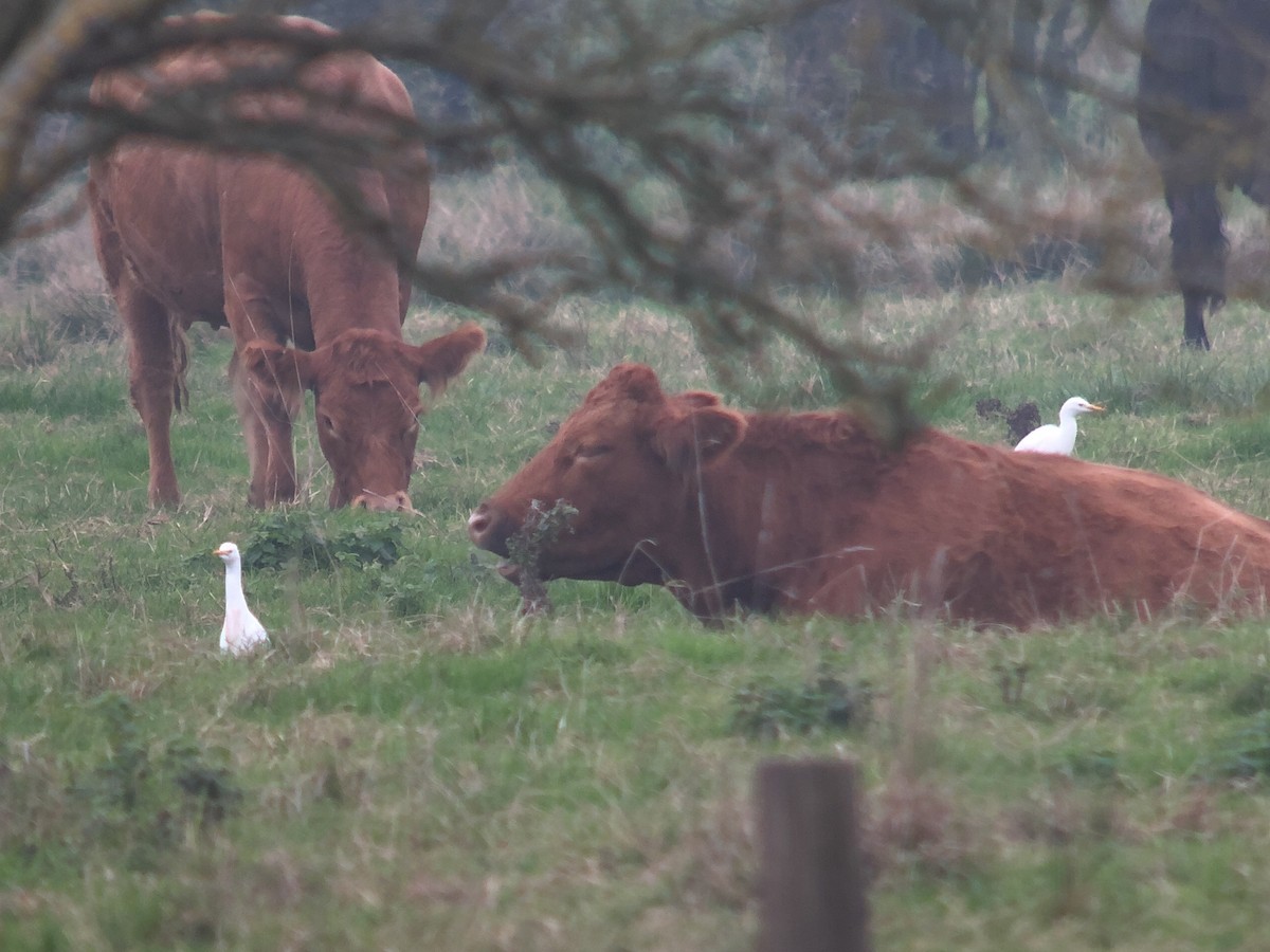 Western Cattle-Egret - ML626218909