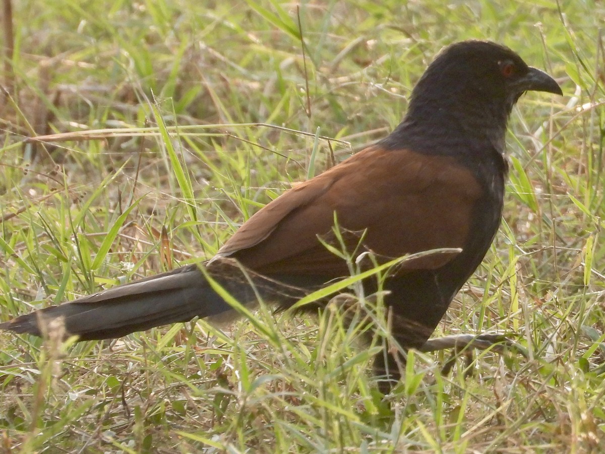 Greater Coucal - ML626219032