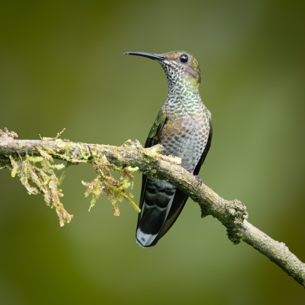 White-necked Jacobin - ML626219263