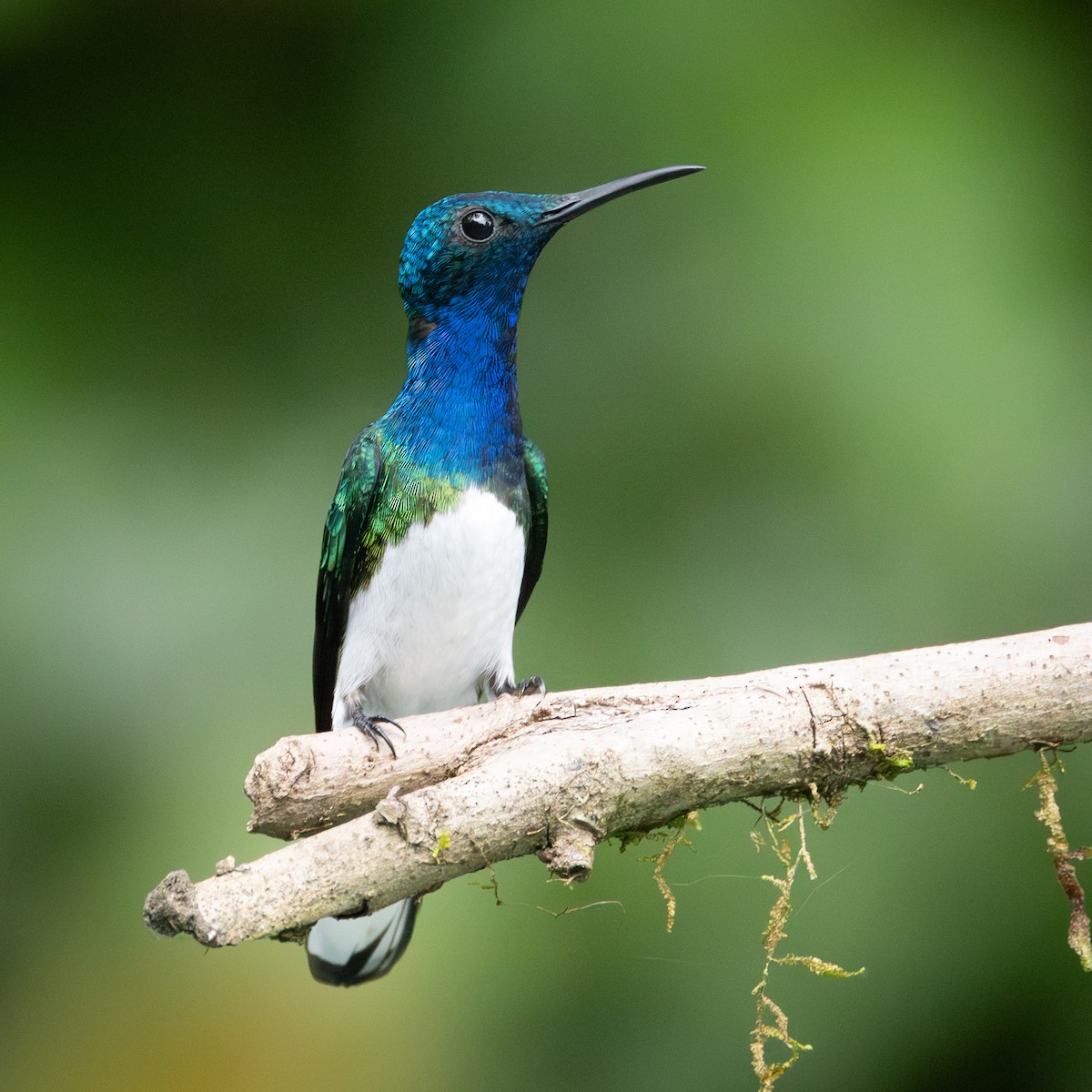 White-necked Jacobin - ML626219264