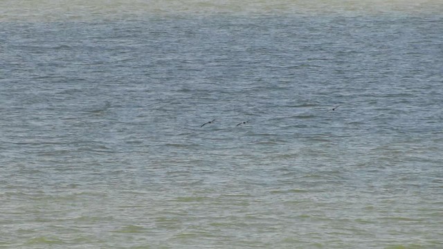 Brown Booby - ML626219341