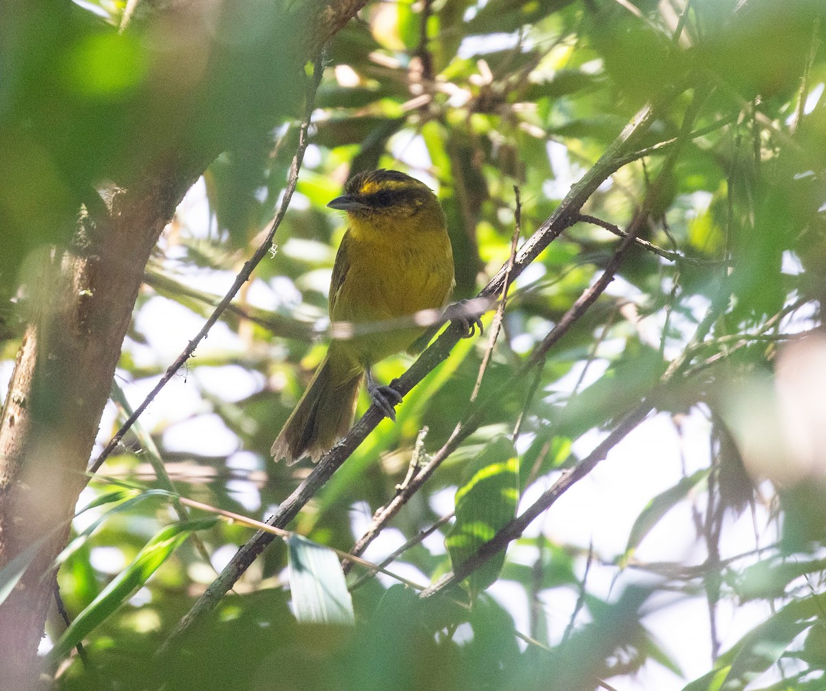 Parodi's Hemispingus - ML626219366