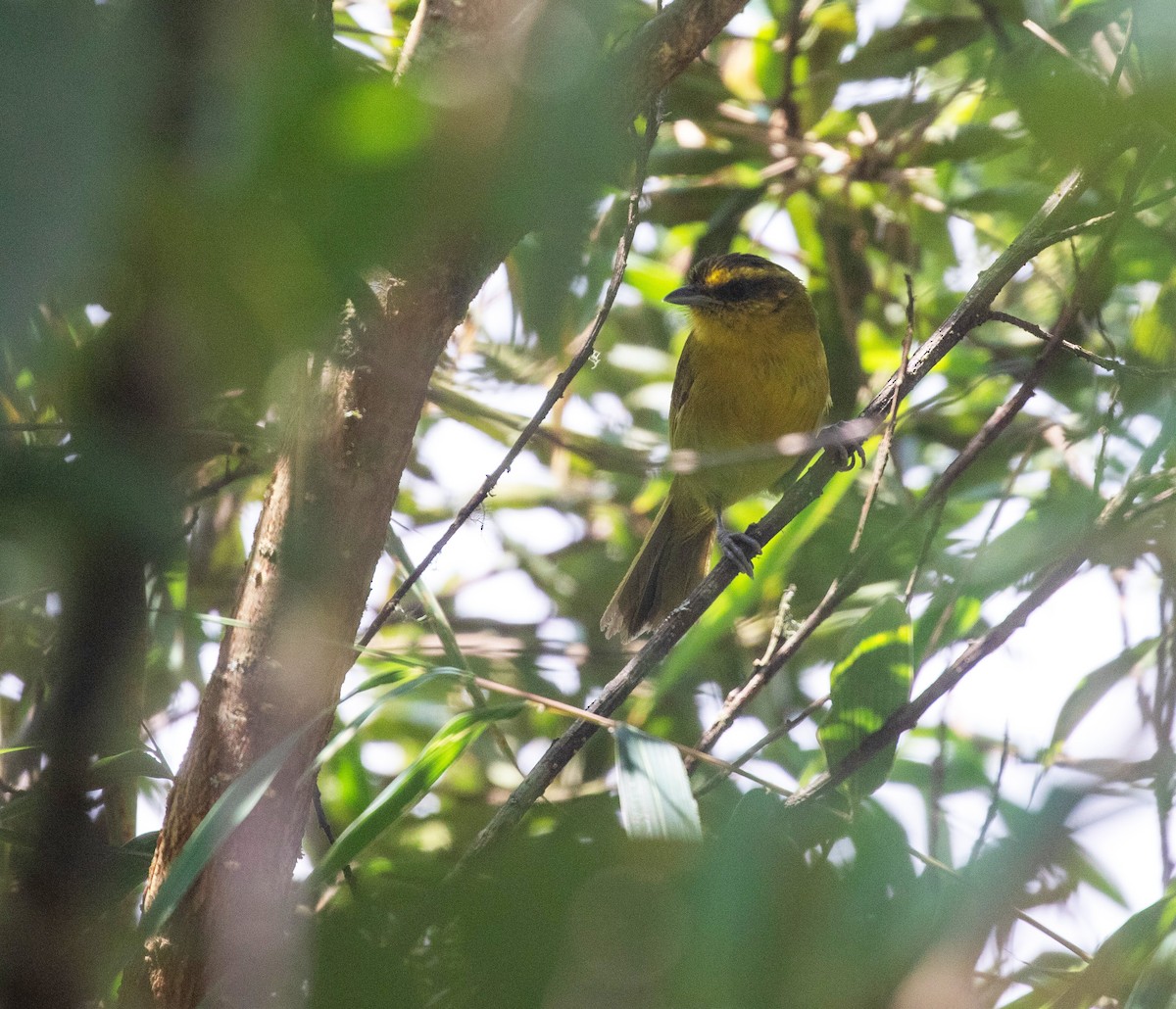 Parodi's Hemispingus - ML626219372