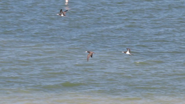 Brown Booby - ML626219374