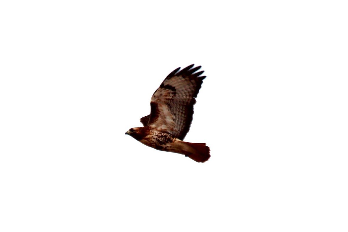 Red-tailed Hawk - ML626219532