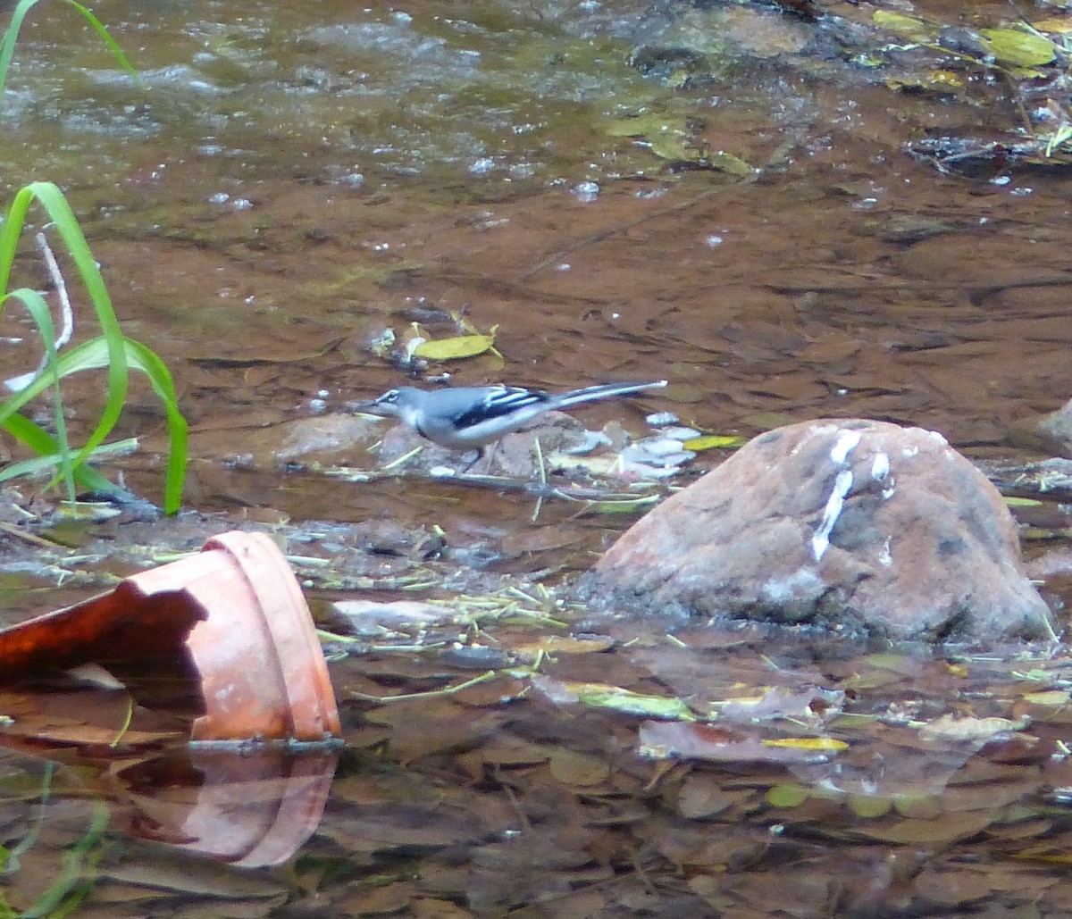 Mountain Wagtail - ML626219665