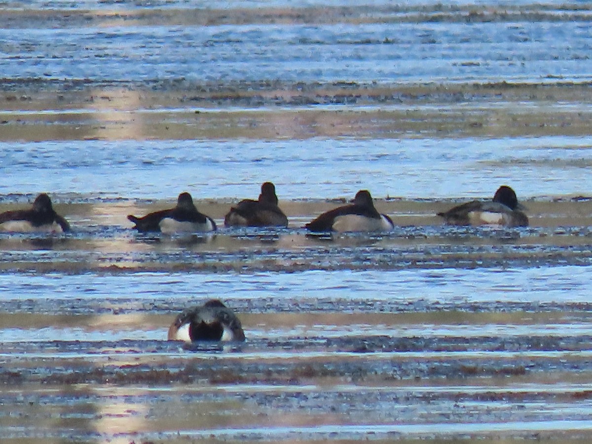 Ring-necked Duck - ML626219685