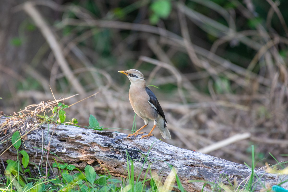 Vinous-breasted Myna - ML626220223