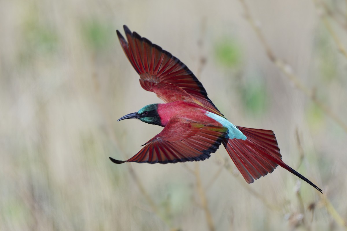 Northern Carmine Bee-eater - ML626220227