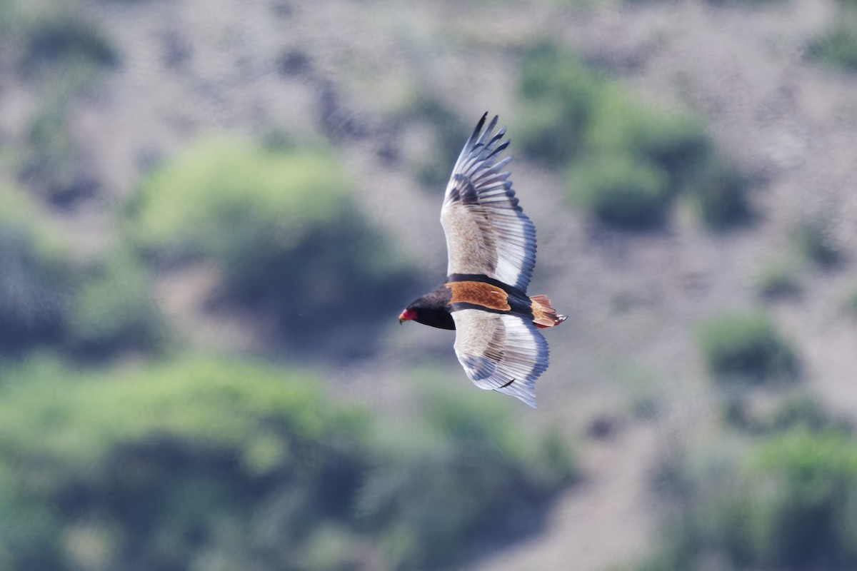 Bateleur - ML626220311